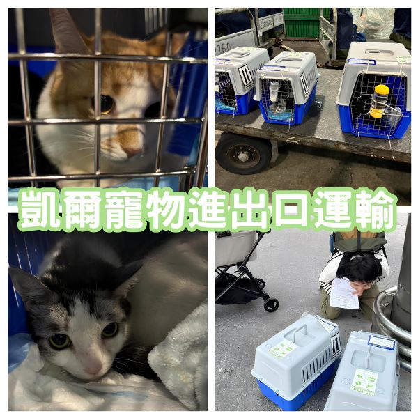 2024/11/20『香港』兩隻貓貓一起飛香港找主人囉~~~